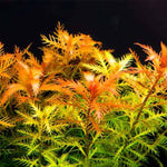 PROSERPINACA PALUSTRIS (MERMAID WEED)