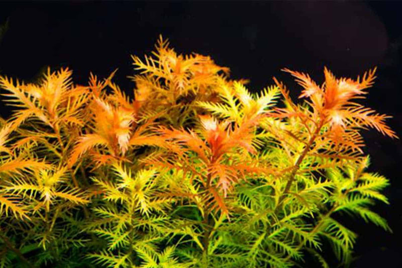 PROSERPINACA PALUSTRIS (MERMAID WEED)