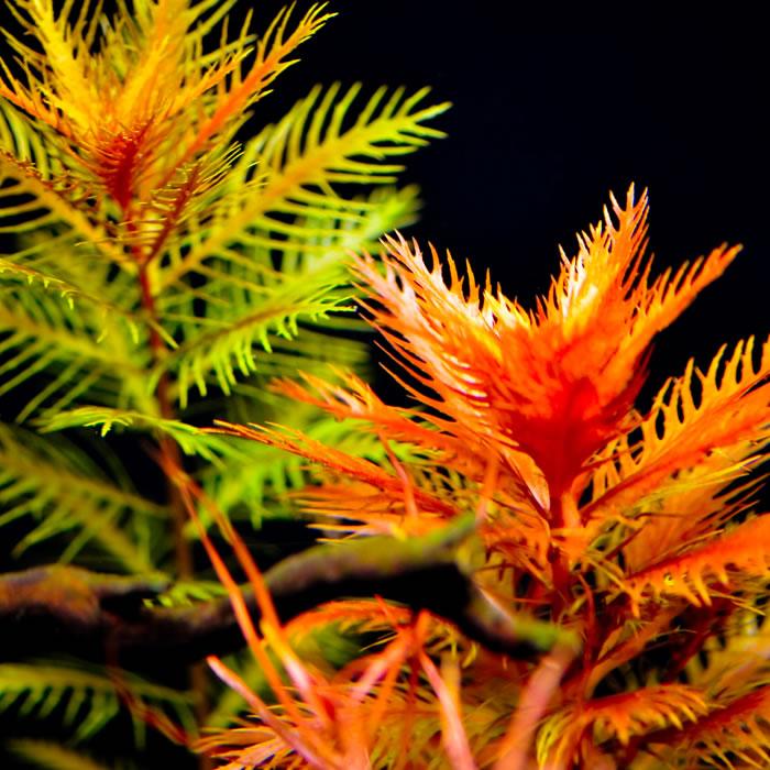 PROSERPINACA PALUSTRIS (MERMAID WEED)