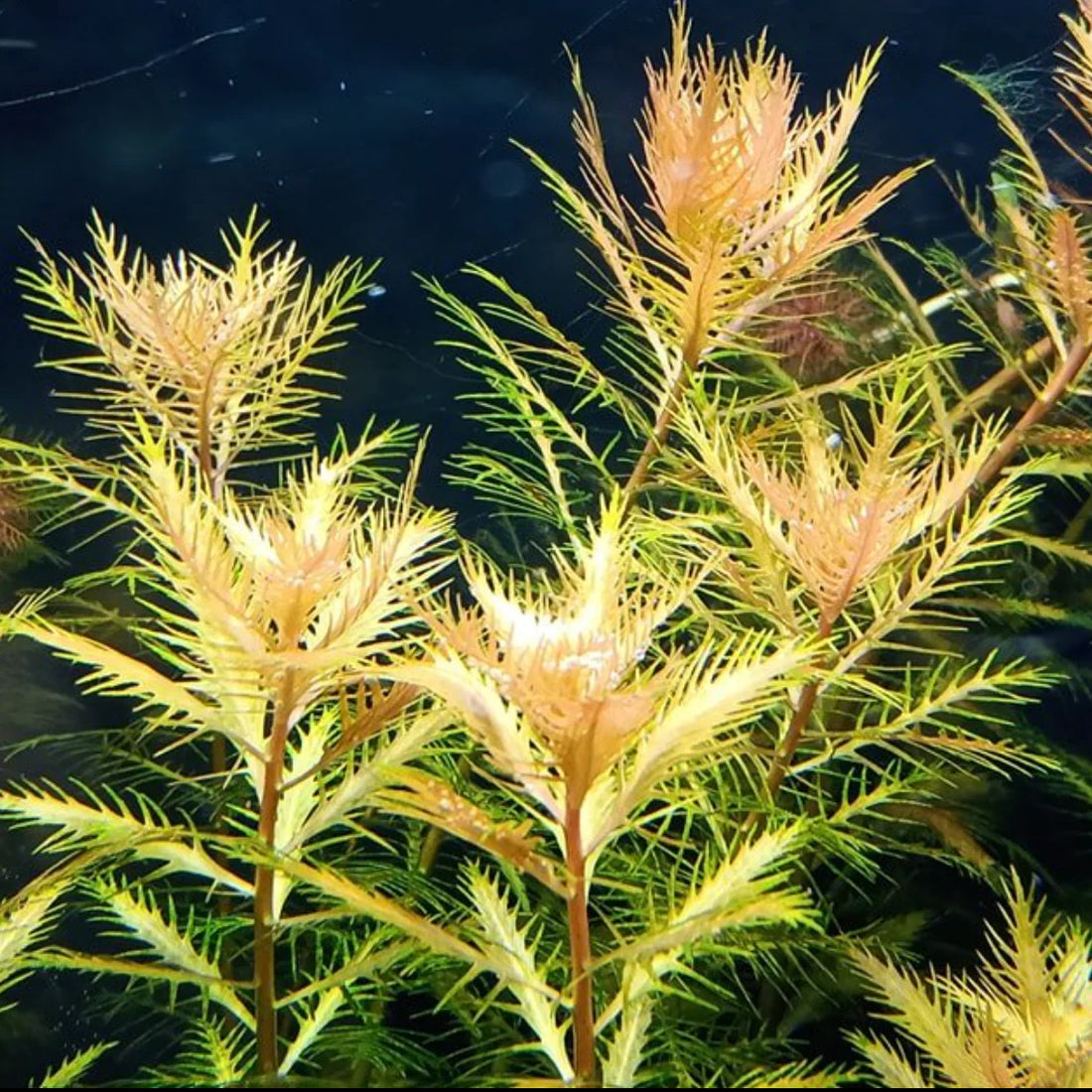 PROSERPINACA PALUSTRIS (MERMAID WEED)
