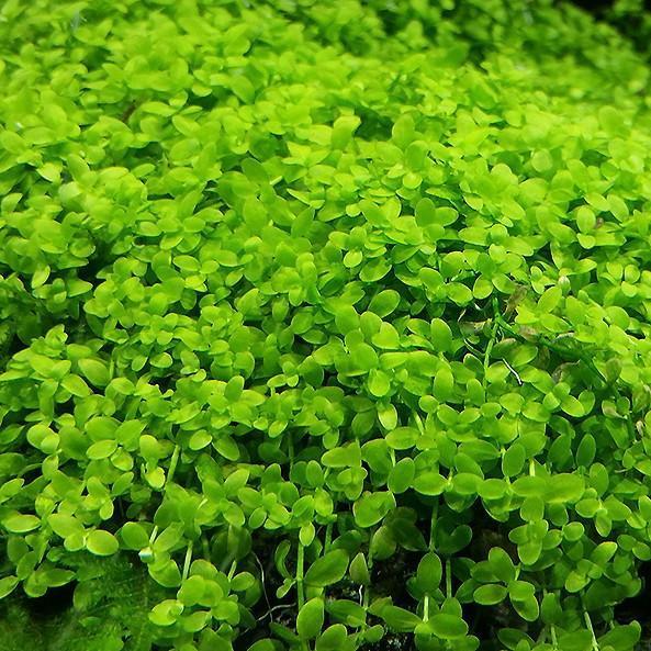 MICRANTHEMUM MONTE CARLO (MONTE CARLO)