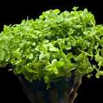 MICRANTHEMUM MONTE CARLO (MONTE CARLO)