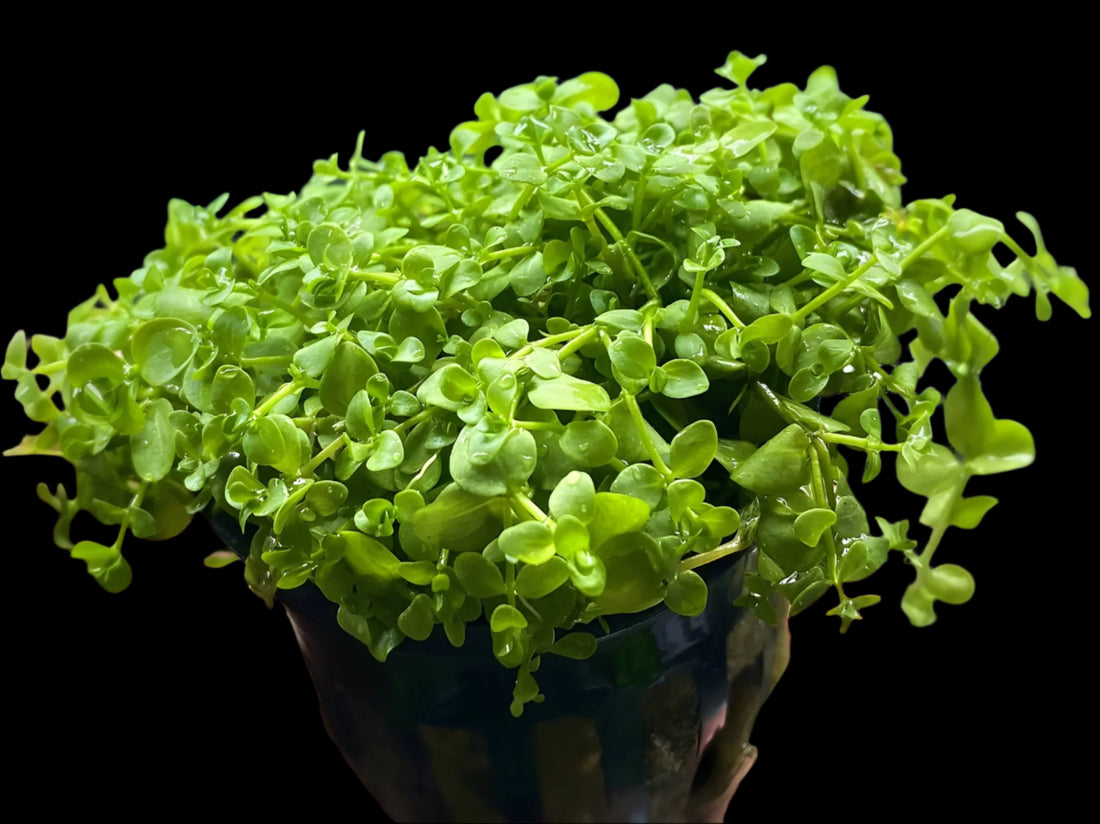 MICRANTHEMUM MONTE CARLO (MONTE CARLO)