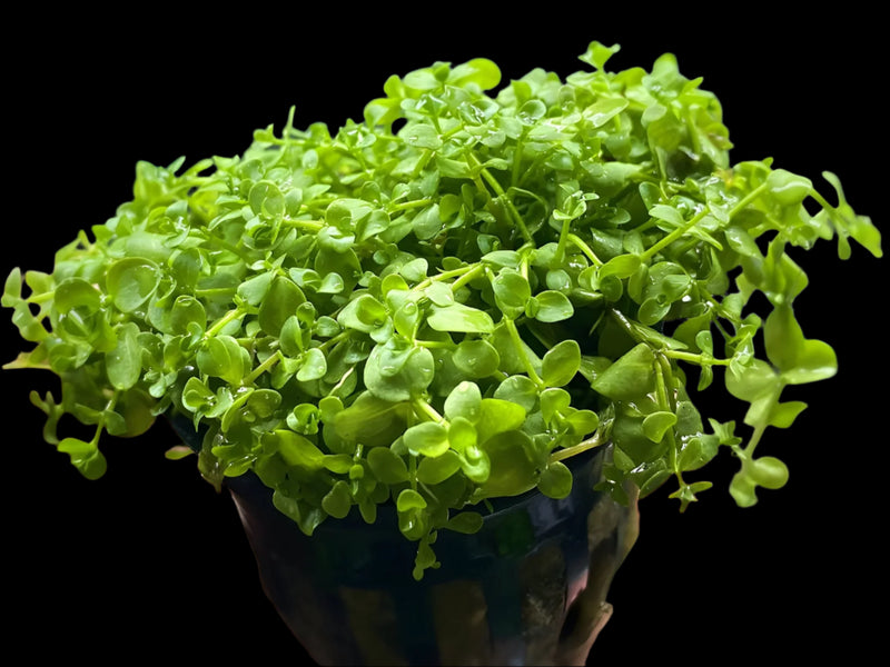 MICRANTHEMUM MONTE CARLO (MONTE CARLO)