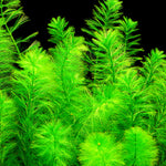 MYRIOPHYLLUM ELATINOIDES (WATER MILFOIL)