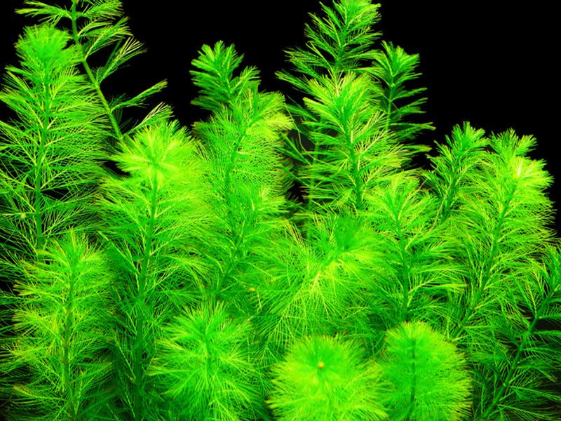 MYRIOPHYLLUM ELATINOIDES (WATER MILFOIL)
