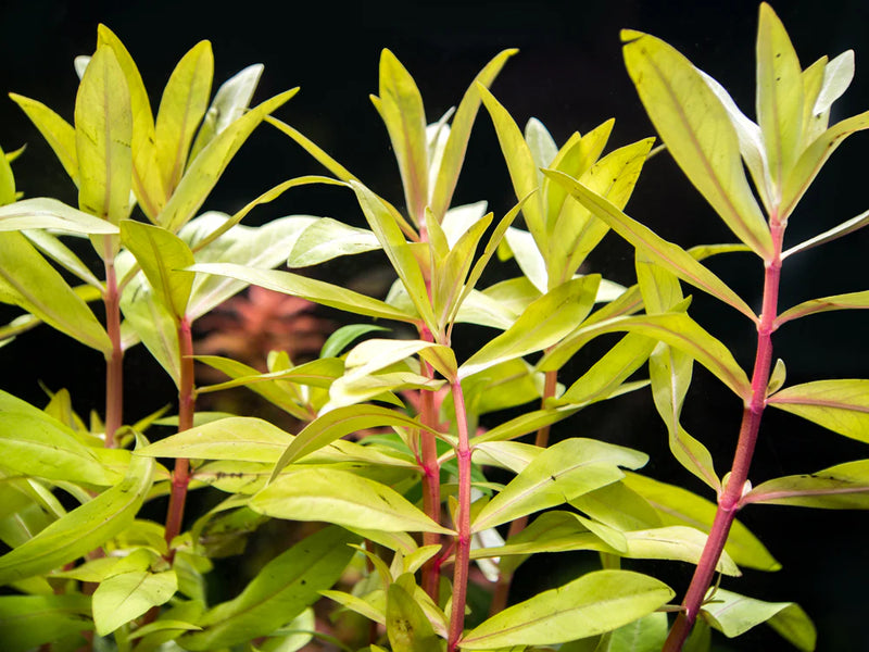 NESAEA PEDICELLATA GOLD (NESAEA, GOLDEN)