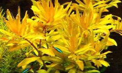 NESAEA PEDICELLATA GOLD (NESAEA, GOLDEN)