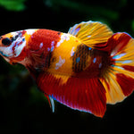 Live Freshwater Betta Males Premium Plakat Male Betta Plakat Nemo Koi Our Choice (CBM-1072)