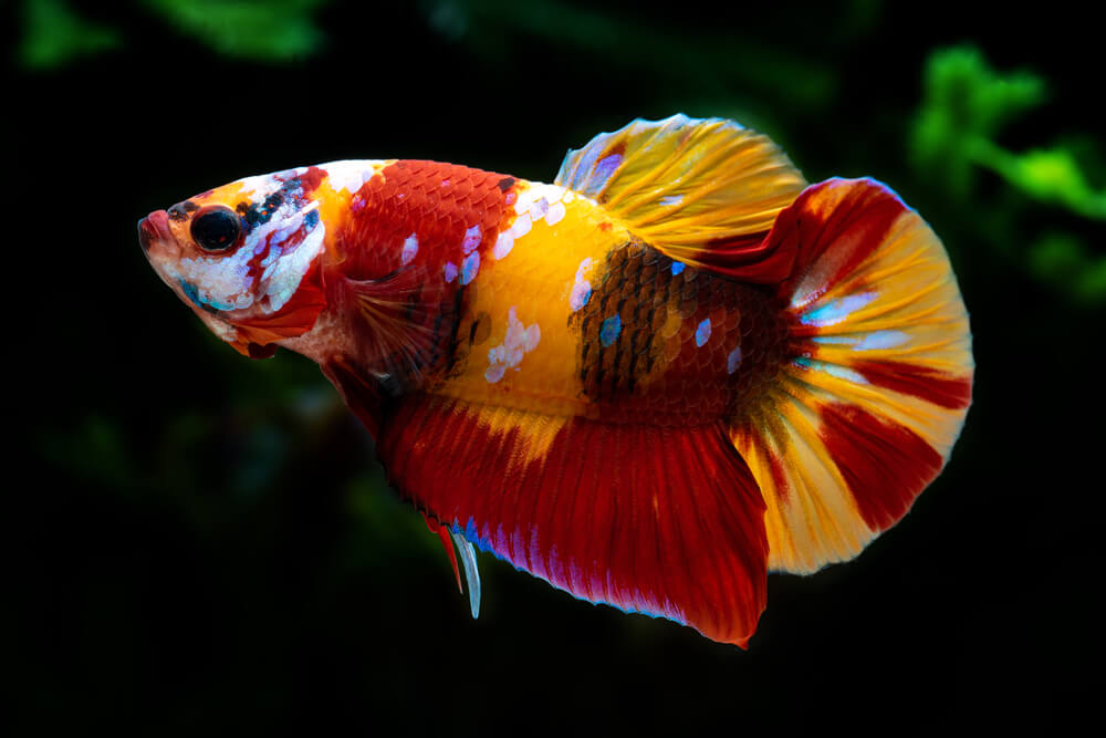 Live Freshwater Betta Males Premium Plakat Male Betta Plakat Nemo Koi Our Choice (CBM-1072)