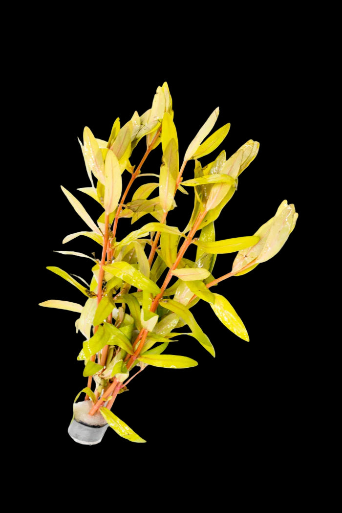 NESAEA PEDICELLATA GOLD (NESAEA, GOLDEN)