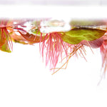 Red Root Floater (Phyllanthus Fluitans) 4oz cup