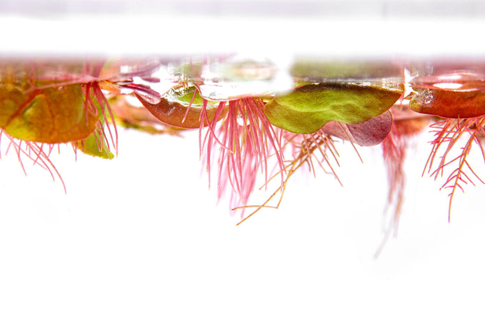 Red Root Floater (Phyllanthus Fluitans) 4oz cup