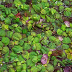 Red Root Floater (Phyllanthus Fluitans) 4oz cup