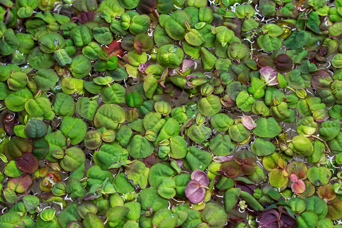 Red Root Floater (Phyllanthus Fluitans) 4oz cup