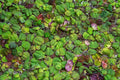 Red Root Floater (Phyllanthus Fluitans) 4oz cup