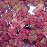 Red Root Floater (Phyllanthus Fluitans) 4oz cup