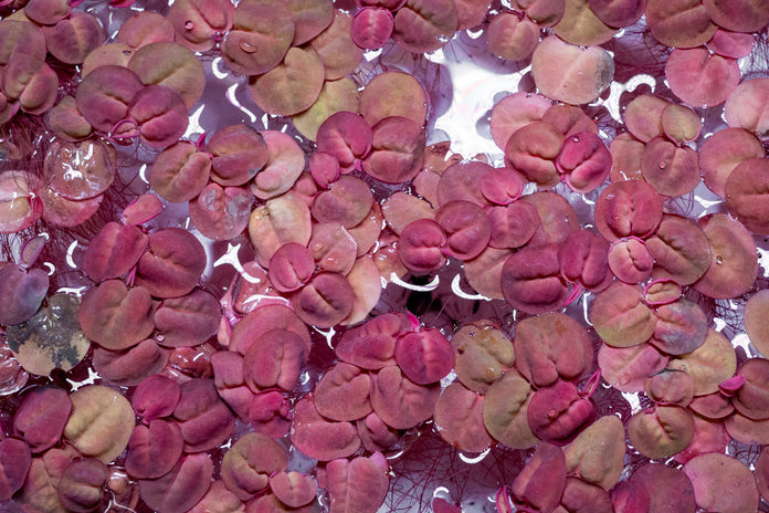 Red Root Floater (Phyllanthus Fluitans) 4oz cup
