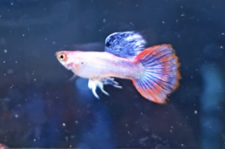 Pink Magenta guppy