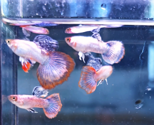 Pink Magenta guppy male