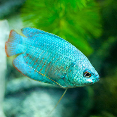 Live Freshwater Tropical Fish Powder Blue Dwarf Gourami R13B13