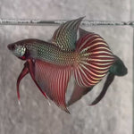 Live Male Betta Copper Samaragdina Hybrid Wild Plakat (BID-171) High quality what you see what you get!!
