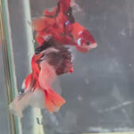 Live Male Betta Red Koi Double tail Halfmoon (TNK-A736) High quality what you see what you get!!