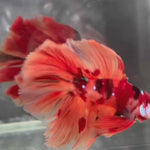 Live Male Betta Orange Nemo Koi Double tail Halfmoon (TNK-A732) High quality what you see what you get!!