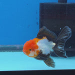 Thai Oranda Tri Color 3in Female (FEB-515)R3A08