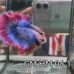 (GM-06)AAA Flag Color Fancy Grizzle Over Halfmoon Male Betta