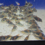Live Freshwater Aquarium Bottom Feeder Orange Venezuela Cory 1.00 inch