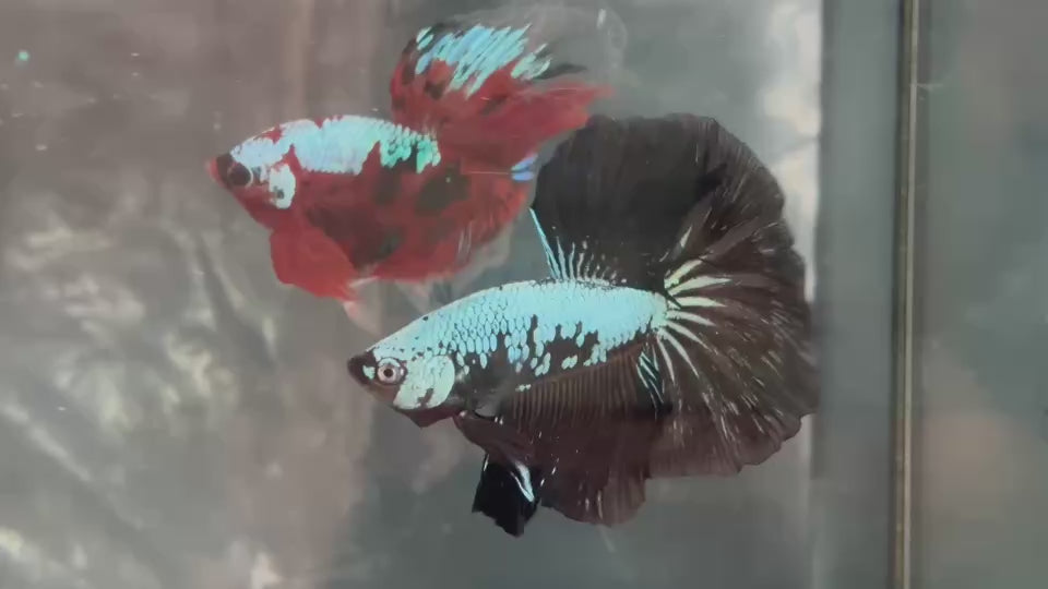 Live Male Betta Black Mamba Halfmoon (TNK-A610)H High quality What you see What you get!!