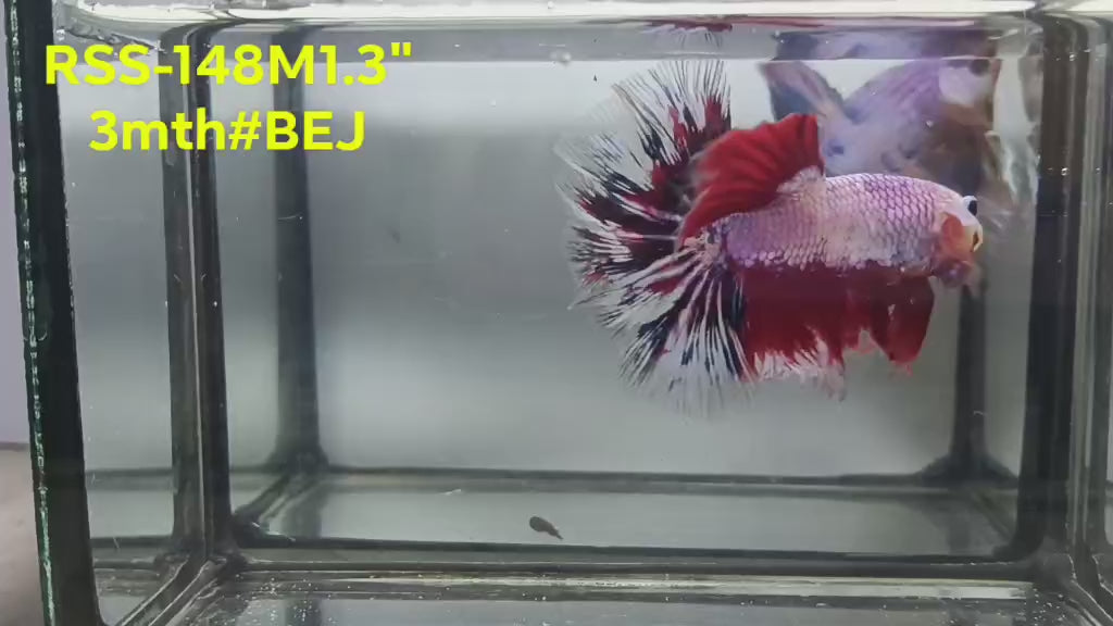 Live Male Betta Fancy Red Koi Halfmoon (RSS-148)High quality what you see what you get!!