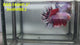 Live Male Betta Fancy Red Koi Halfmoon (RSS-148)High quality what you see what you get!!