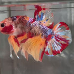 Live Male Betta Galaxy Nemo Giants Plakat (TNK-A502)S352✔️ High quality what you see what you get!!