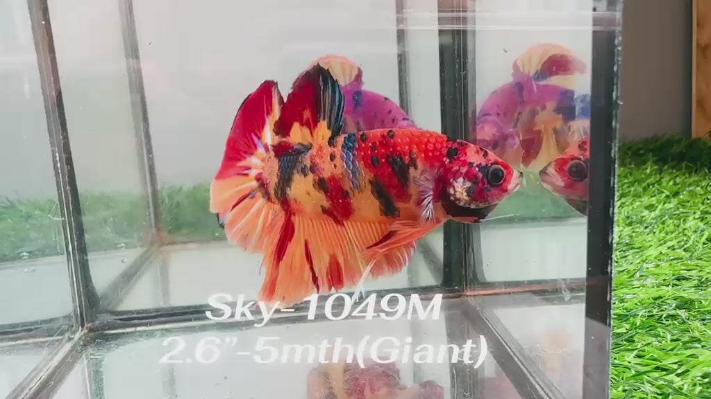 Live Male Betta Galaxy Nemo Giants Plakat (Sky-1049)S043 High quality what you see what you get!!