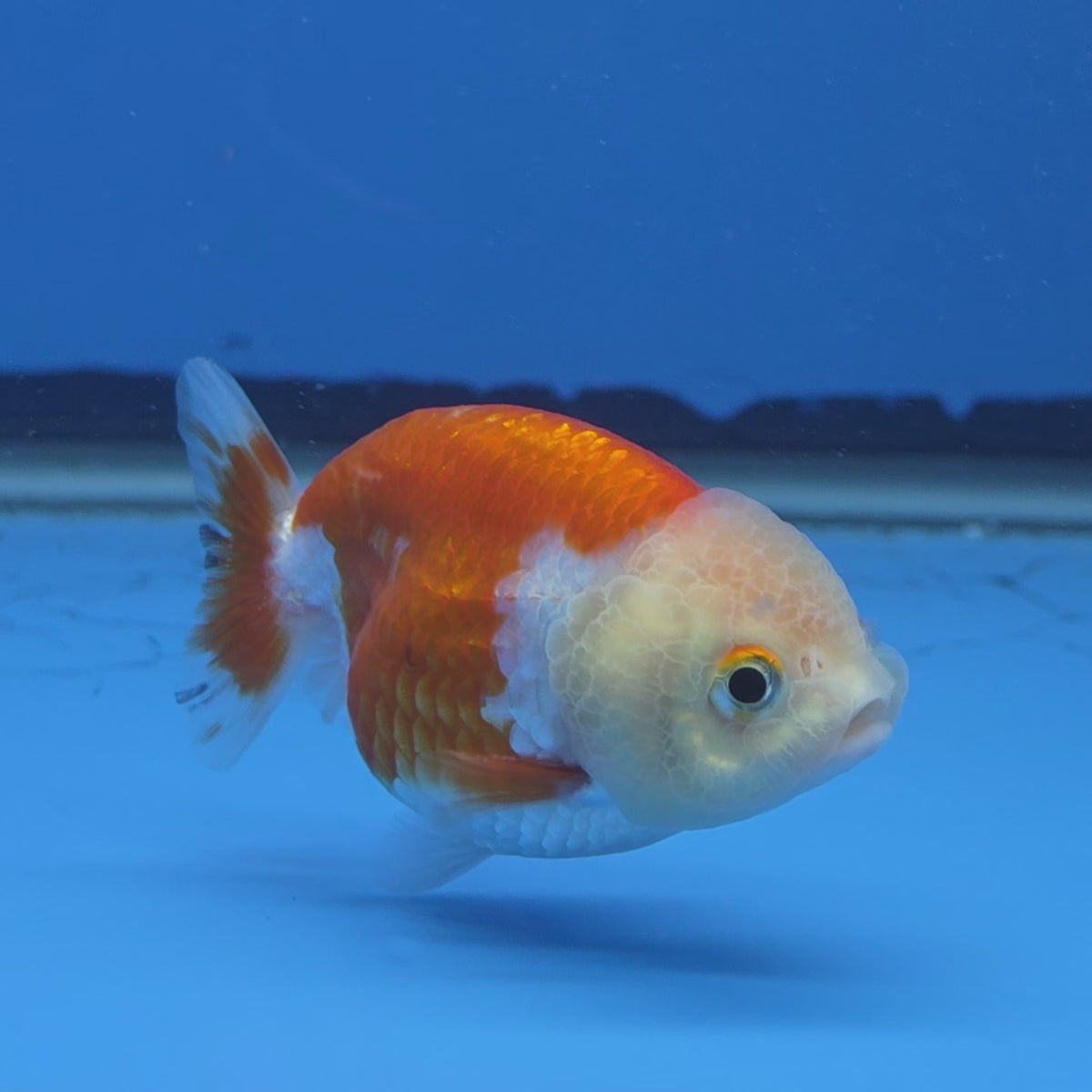 Thai Ranchu Red and White 2.50" Body Female (FEB-813)R2B05