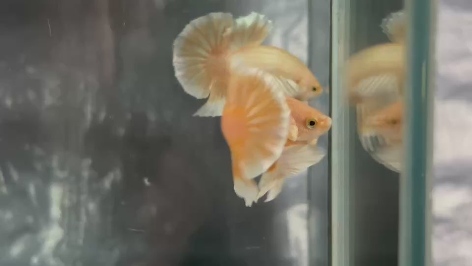 Live Male Betta Platinum Gold Colors Dumbo big ear Plakat (TNK-A744) High quality What you see What you get!!