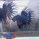 Live Male Betta Black Orchid Crowntail (TNK-406) High quality what you see what you get!!
