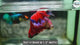 Male Betta Fish Red Koi Over Halfmoon Rosetail Our Choice (CBM-1021)
