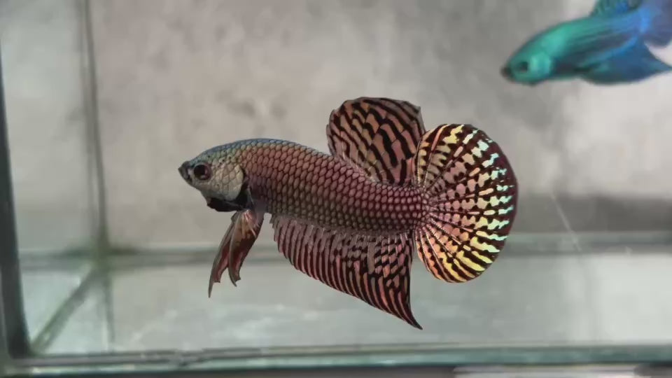 Live Male Betta Copper Alien Hybrid wild Plakat (BID-65) High quality what you see what you get!!