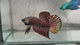 Live Male Betta Copper Alien Hybrid wild Plakat (BID-65) High quality what you see what you get!!