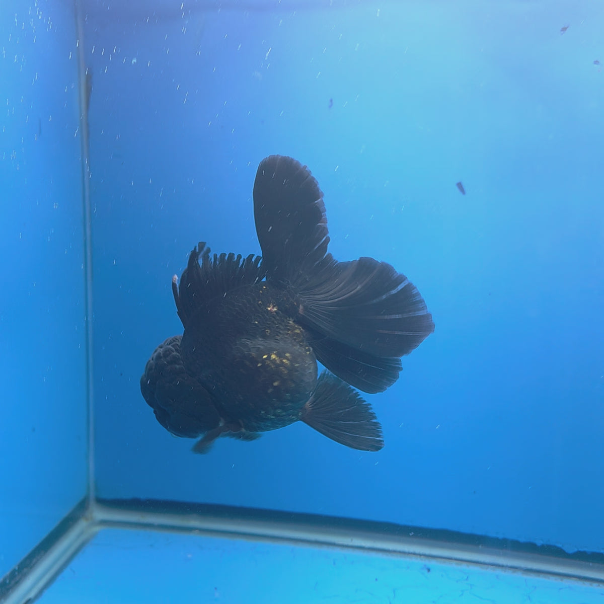 Thai Oranda Super Black 3.5" Body Female (FEB-773)R2B07