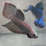 Live Male Betta Copper Alien Hybrid Wild Plakat (BID-160) High quality What you see What you get!!