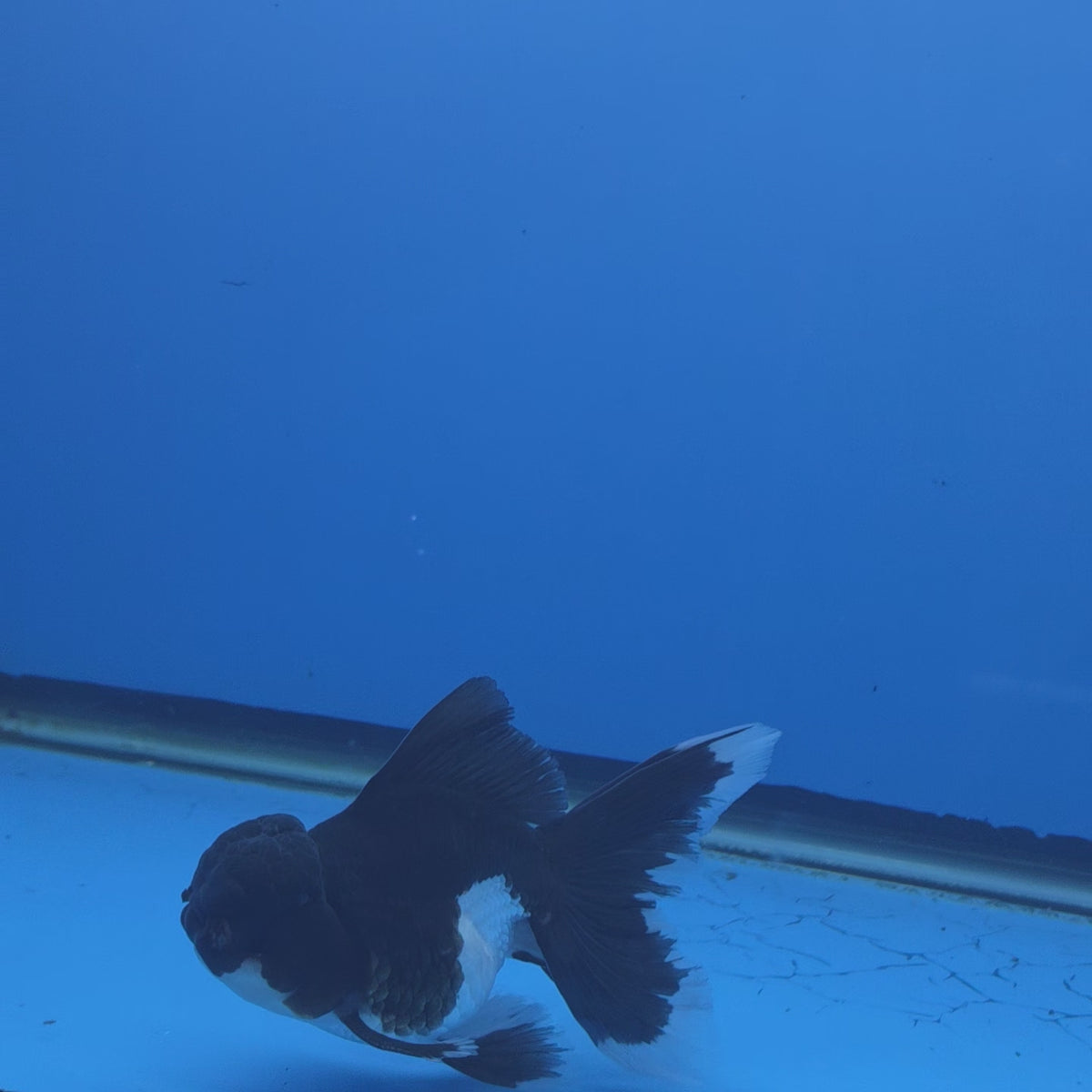 Thai Oranda Panda 3"inch Body Male(FEB-914)R3A09