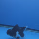 Thai Oranda Panda 3"inch Body Male(FEB-914)R3A09