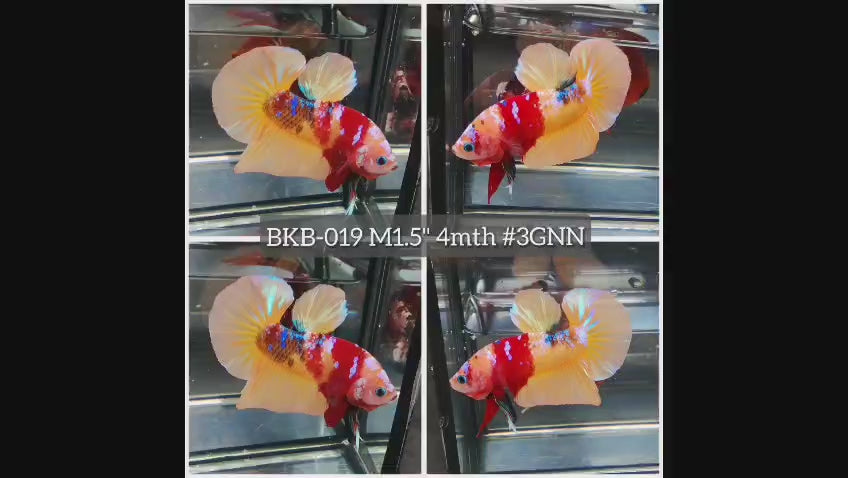 Live Male Betta Classic Nemo Koi Plakat (BKB-019) High quality what you see what you get!!