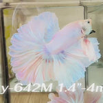 Live Male Betta Fancy Light pastel colors Over Halfmoon (Sky-642) High quality what you see what you get!!