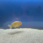Thai Ranchu Gold Calico Body 3in Female (FEB-495)R3B10