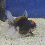 Thai Oranda Red Cap Panda 2.5"male(FEB-656)R3B21
